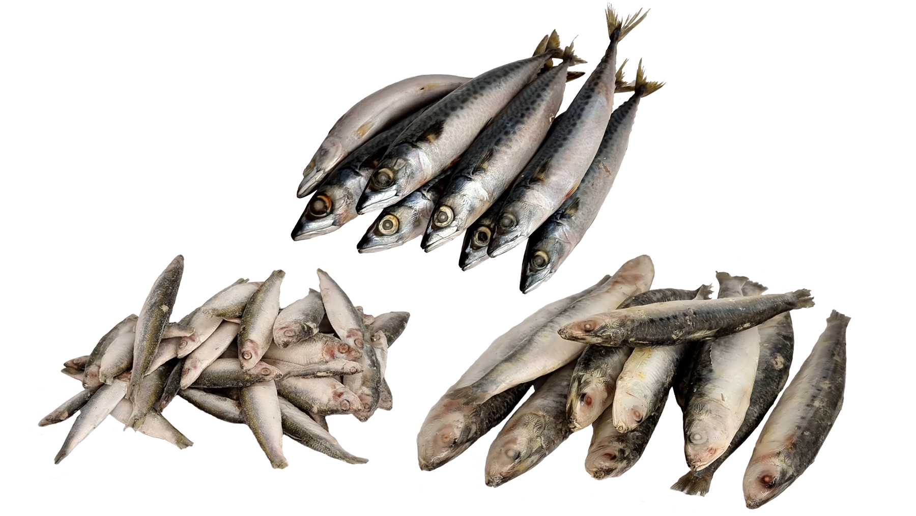 Fish Variety 3kgs SPRATS, 3kgs Mini Mackerel, 2kgs SARDINES