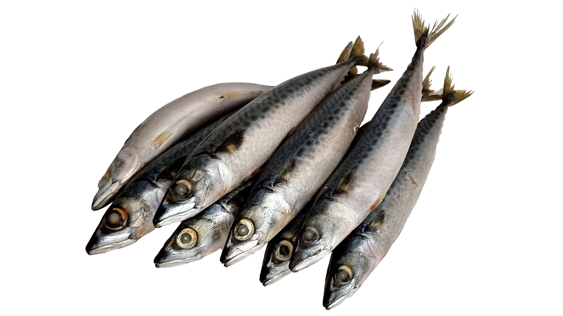 Frozen Whole Mini Mackerel Fish 8kgs Individually Frozen - Includes delivery