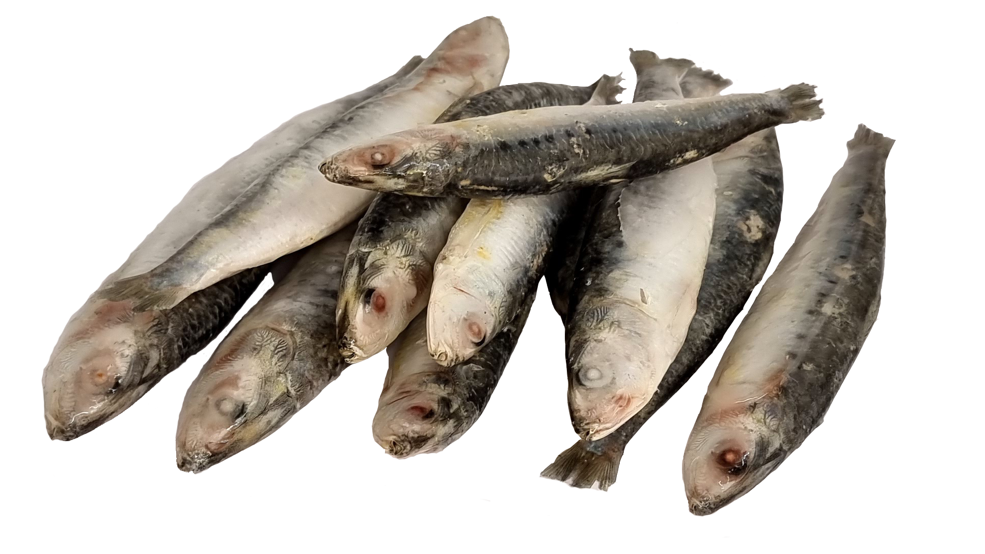 Frozen Whole Sardine Fish 8kgs - includes delivery