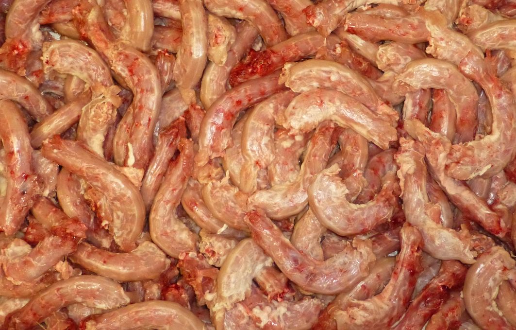 boiled chicken necks for dogs