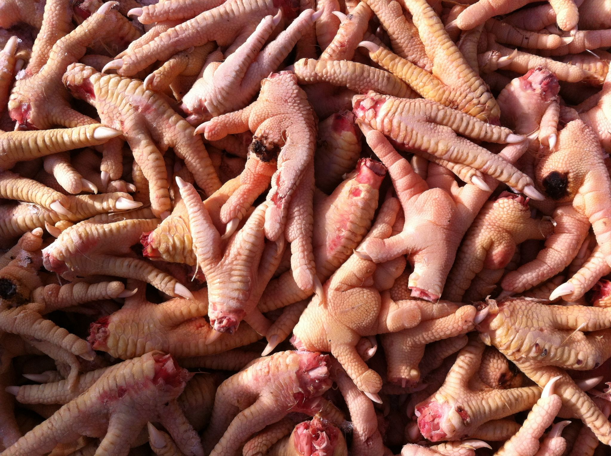 raw chicken feet for dogs